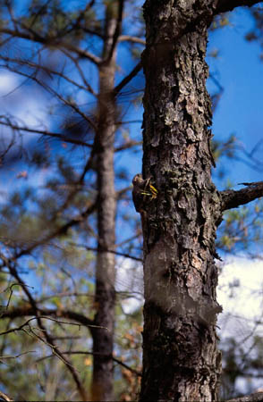 Southern Flying Squirrel picture