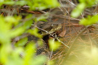 Timber Rattlesnake picture