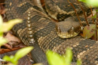 Timber Rattlesnake picture