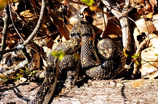 Northern Pine Snake