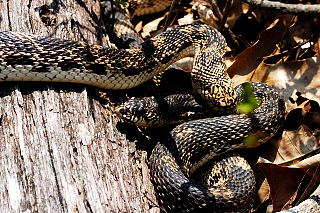 Northern Pine Snake