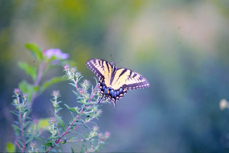 Eastern Tiger Swallowtail picture