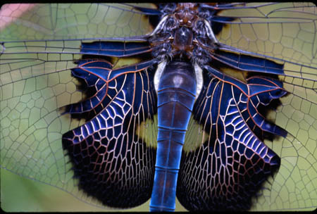 Jagged-edged Saddlebag picture