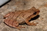 Spring Peeper