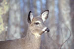 White-tail Deer