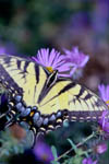 Eastern Tiger Swallowtail