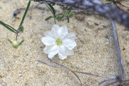 Pickering's Morning-glory picture