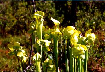 Trumpet Pitcher-Plant picture