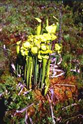 Trumpet Pitcher-Plant picture