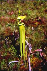 Trumpet Pitcher-Plant picture