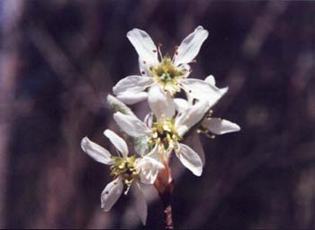 Shadbush or Serviceberry picture