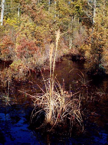 Bushy Beardgrass picture