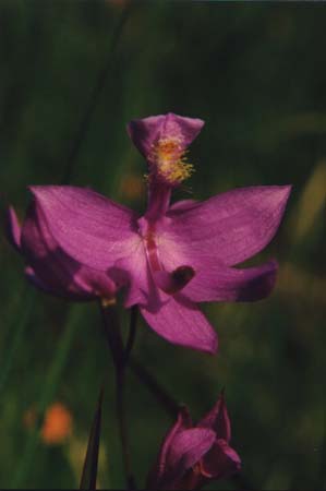 Grass Pink picture