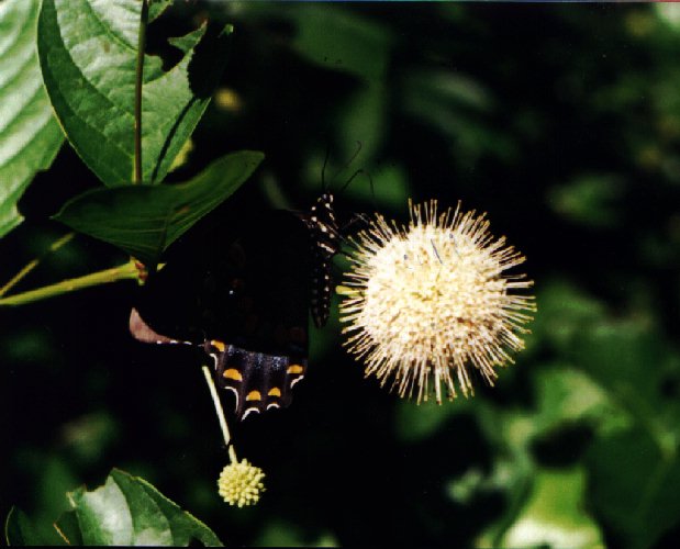 Buttonbush picture