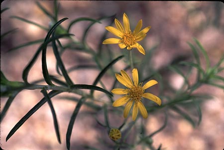 Sickle-leaved Golden Aster picture