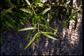 Sweet-fern picture