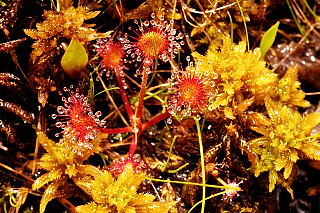 Round-leaved Sundew picture