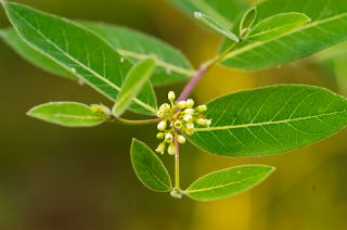 Indian-Hemp picture