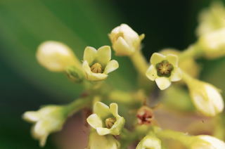 Indian-Hemp picture