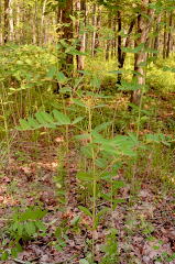 Indian-Hemp picture