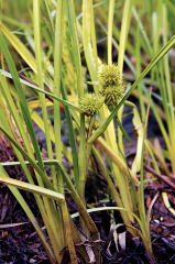 Indian-Hemp picture