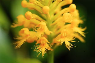 Yellow Crested Orchid