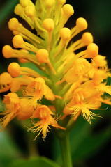 Crested Yellow Orchid