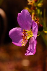 Awn-petaled Meadow Beauty