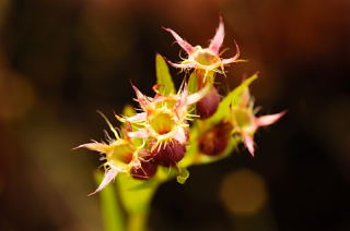 Awn-petaled Meadow Beauty