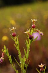 Awn-petaled Meadow Beauty