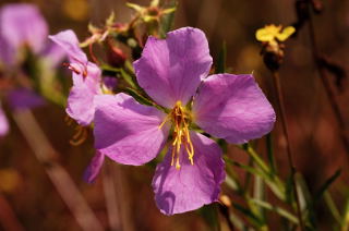 Awn-petaled Meadow Beauty