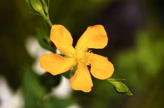 Coppery St. John's-wort