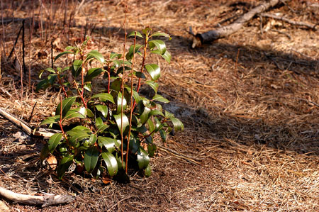 Mountain Laurel picture