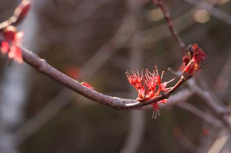 Red Maple picture