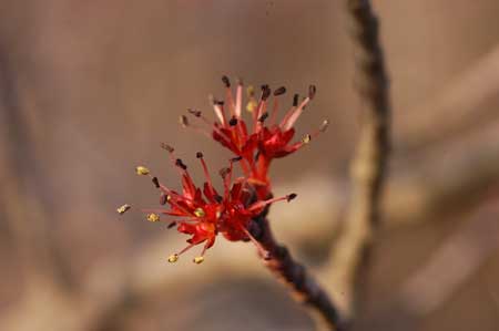 Red Maple picture