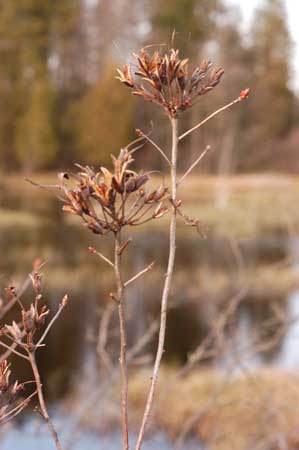 Swamp Azalea picture