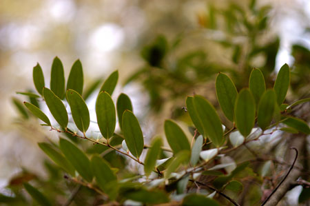 Laurel-leaved Greenbrier picture