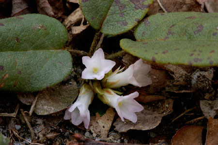 Trailing Arbutus picture