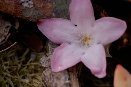 Trailing Arbutus picture