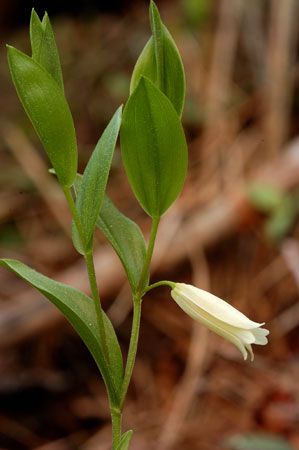 Pine-barren Bellwort picture