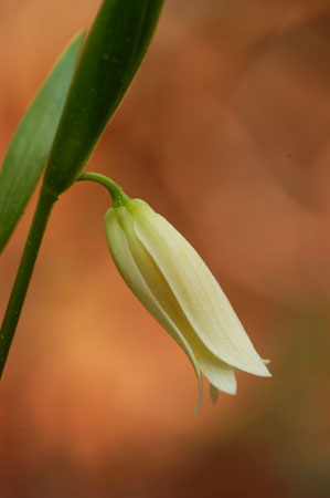 Pine-barren Bellwort picture