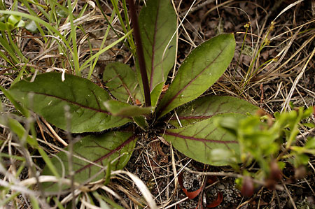 Vien-leaved Hawkweed picture