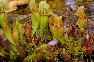 Pitcher Plant Blossom