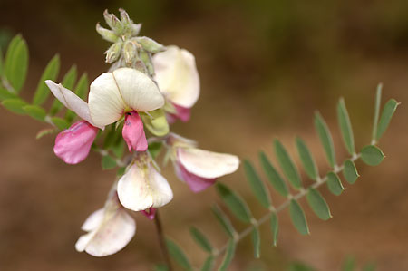 Goat's-rue picture