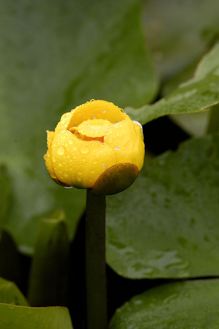 Spatterdock picture