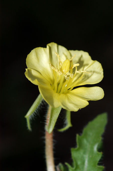 Cut-leaved Evening-primrose picture