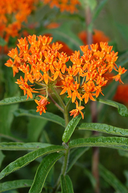 Butterfly-weed picture