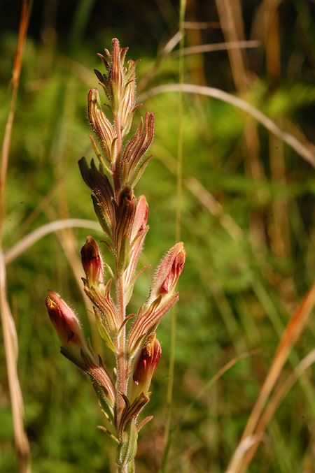 Chaffseed picture