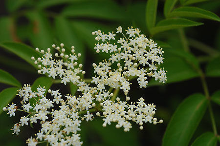 Common or Sweet Elder-berry picture