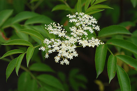 Common or Sweet Elder-berry picture